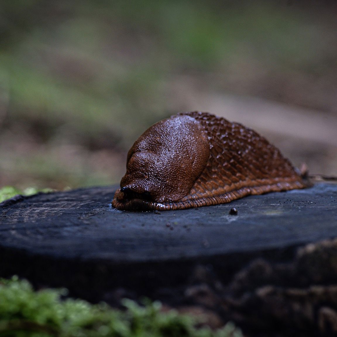 Snail