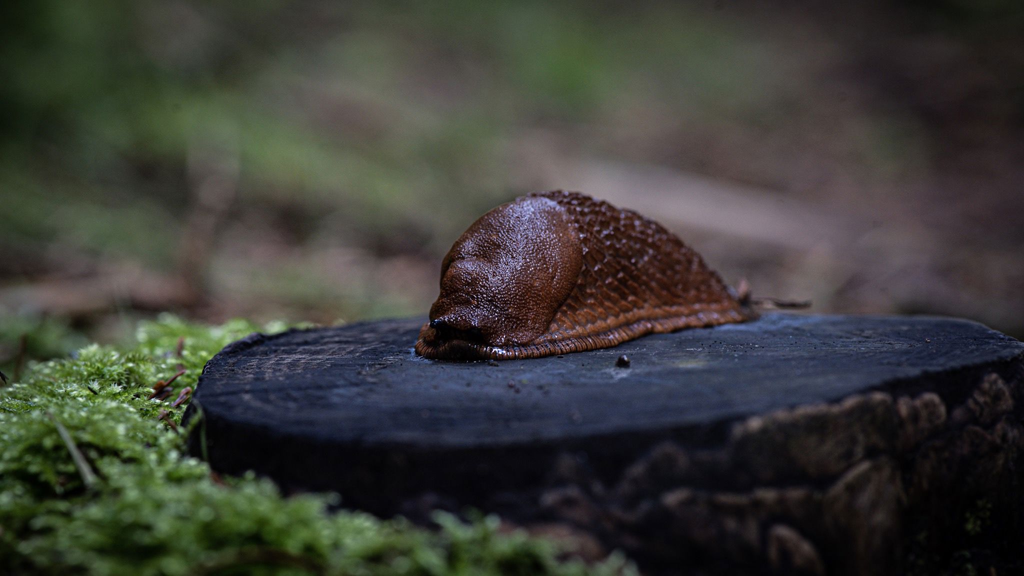 Snail