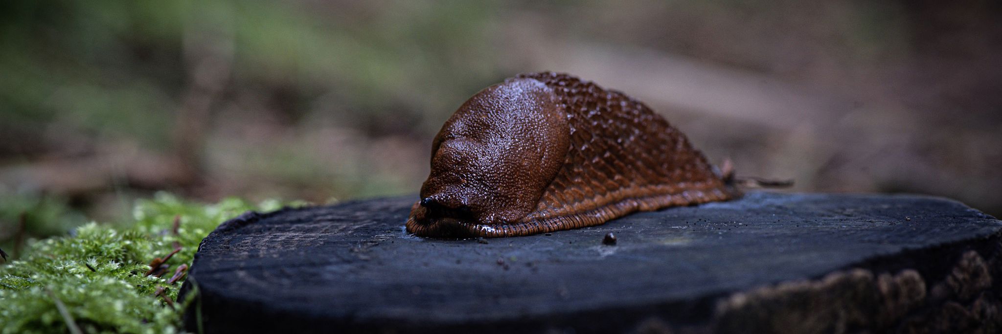 Snail