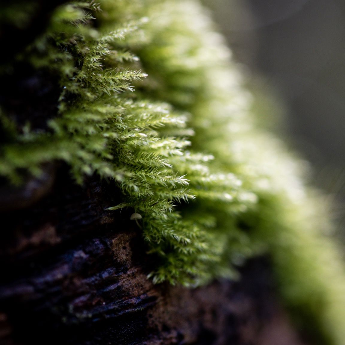 Moss